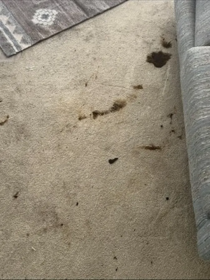 Cleaning Service